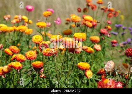 Orange und rote Xerochrysum sind auch als Erdbeere oder Golden Everlasting in Flower bekannt. Stockfoto