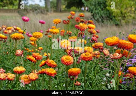 Orange und rote Xerochrysum sind auch als Erdbeere oder Golden Everlasting in Flower bekannt. Stockfoto