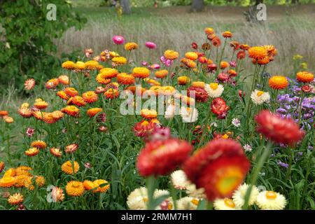 Orange und rote Xerochrysum sind auch als Erdbeere oder Golden Everlasting in Flower bekannt. Stockfoto