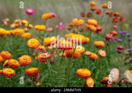 Orange und rote Xerochrysum sind auch als Erdbeere oder Golden Everlasting in Flower bekannt. Stockfoto