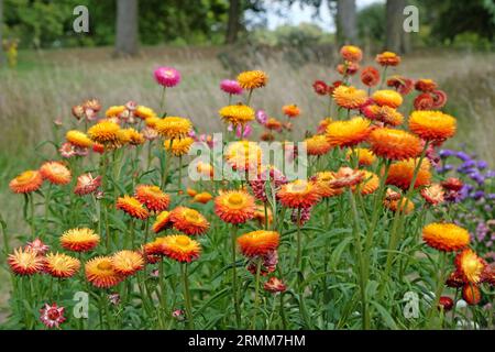 Orange und rote Xerochrysum sind auch als Erdbeere oder Golden Everlasting in Flower bekannt. Stockfoto