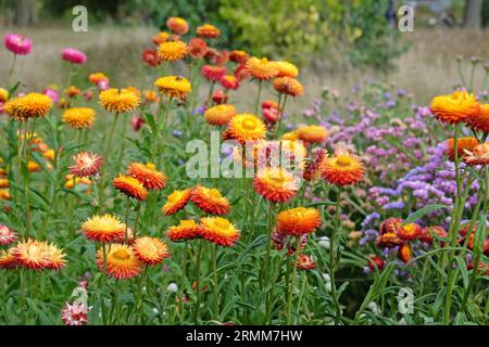 Orange und rote Xerochrysum sind auch als Erdbeere oder Golden Everlasting in Flower bekannt. Stockfoto