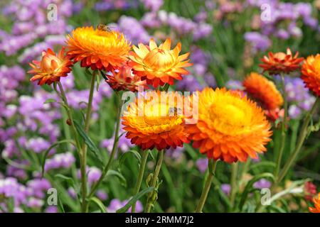 Orange und rote Xerochrysum sind auch als Erdbeere oder Golden Everlasting in Flower bekannt. Stockfoto