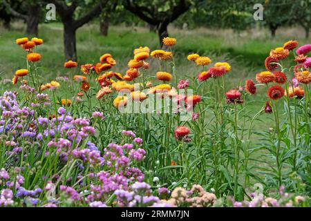 Orange und rote Xerochrysum sind auch als Erdbeere oder Golden Everlasting in Flower bekannt. Stockfoto