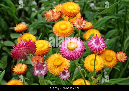 Orange und rote Xerochrysum sind auch als Erdbeere oder Golden Everlasting in Flower bekannt. Stockfoto