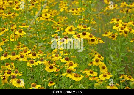 Gelbes Helenium-Nieselgras „Riverton Beauty“ in Blume. Stockfoto