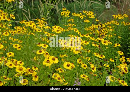 Gelbes Helenium-Nieselgras „Riverton Beauty“ in Blume. Stockfoto