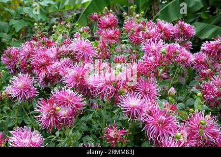 Auffällige rosa Kakteen-Dahlia „Hollyhill Spiderwoman“ in Blume. Stockfoto