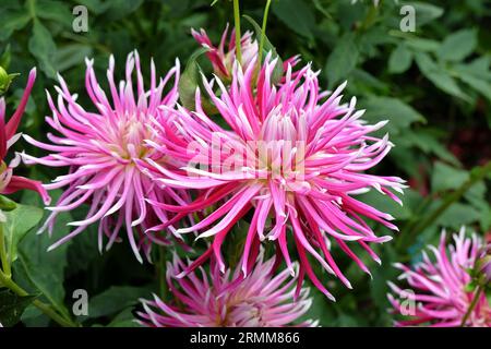 Auffällige rosa Kakteen-Dahlia „Hollyhill Spiderwoman“ in Blume. Stockfoto