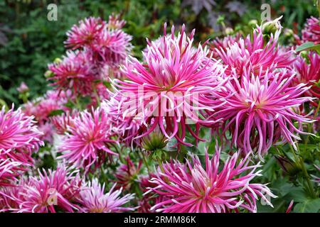 Auffällige rosa Kakteen-Dahlia „Hollyhill Spiderwoman“ in Blume. Stockfoto