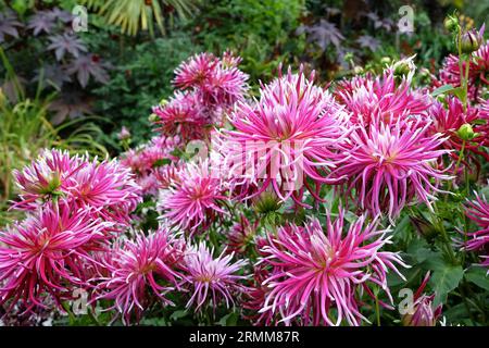 Auffällige rosa Kakteen-Dahlia „Hollyhill Spiderwoman“ in Blume. Stockfoto