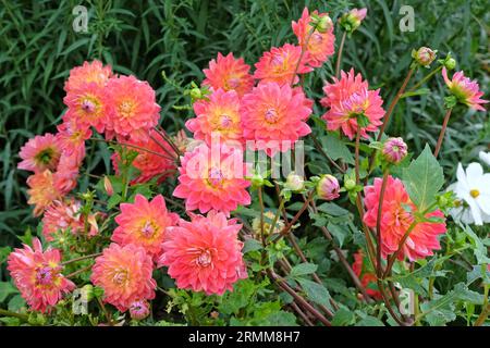 Rosafarbene und gelbe dekorative Dahlie „Kilburn Rose“ in Blume. Stockfoto