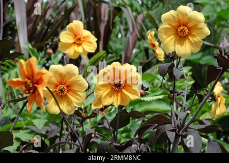 Gelbe Dahlia "Hadrians Sonnenlicht" in Blüte. Stockfoto