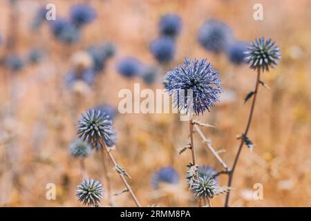 Eine stachelig lila Distel in Nahaufnahme, die ihre spitzenartige Schönheit zeigt. Die wilde Sommerblume auf braunem Hintergrund. Stockfoto