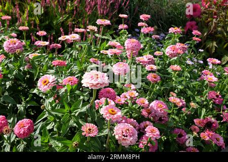 Rosa gemeinsame Zinnia elegans „Super Yoga Rose“ in Blume. Stockfoto