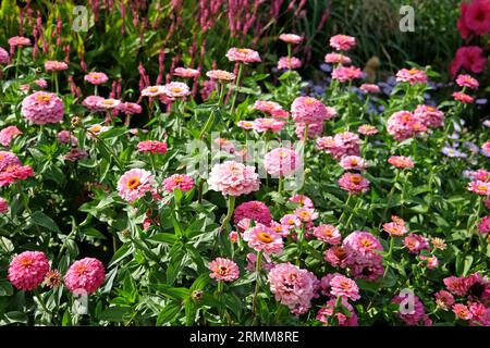 Rosa gemeinsame Zinnia elegans „Super Yoga Rose“ in Blume. Stockfoto