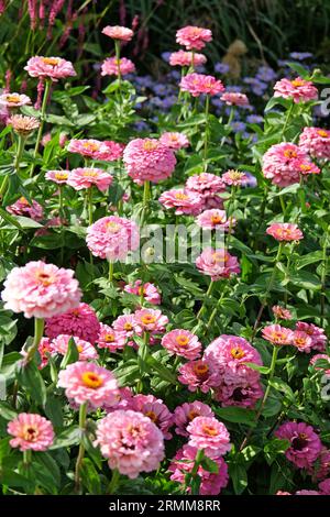 Rosa gemeinsame Zinnia elegans „Super Yoga Rose“ in Blume. Stockfoto