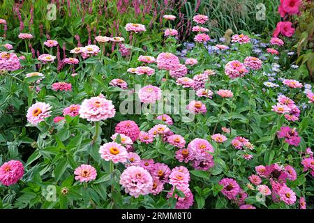 Rosa gemeinsame Zinnia elegans „Super Yoga Rose“ in Blume. Stockfoto