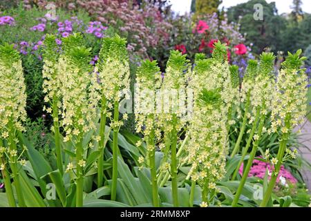 Eucomis Pole evansii, oder riesige Ananaslilie, Weißer Goliath in Blüte. Stockfoto