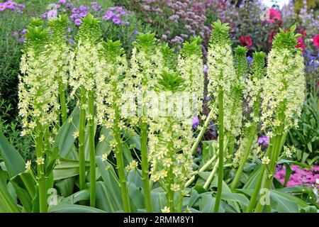 Eucomis Pole evansii, oder riesige Ananaslilie, Weißer Goliath in Blüte. Stockfoto