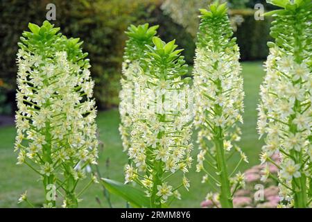 Eucomis Pole evansii, oder riesige Ananaslilie, Weißer Goliath in Blüte. Stockfoto