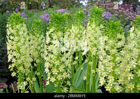 Eucomis Pole evansii, oder riesige Ananaslilie, Weißer Goliath in Blüte. Stockfoto