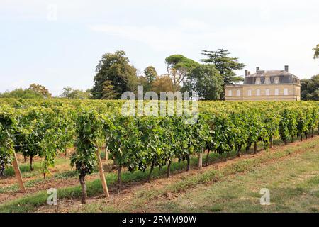 Vigne et vignoble de l’appellation Lussac-saint-emilion. Satellit de Saint-Emilion. Production de vin rouge. Vigne et vignoble des vins de Bordeaux Stockfoto