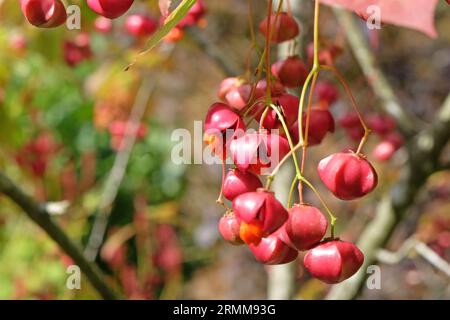 Die rote Frucht des Euonymus planipes, oder ein Spindelbaum. Stockfoto