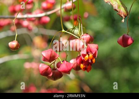 Die rote Frucht des Euonymus planipes, oder ein Spindelbaum. Stockfoto