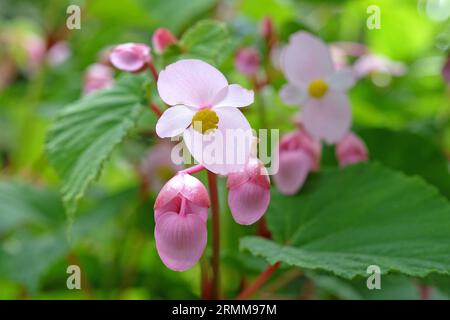 Rosafarbene Begonia grandis in Blume. Stockfoto