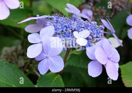 Blauer Lakecap Hydrangea macrophylla in Blüte. Stockfoto