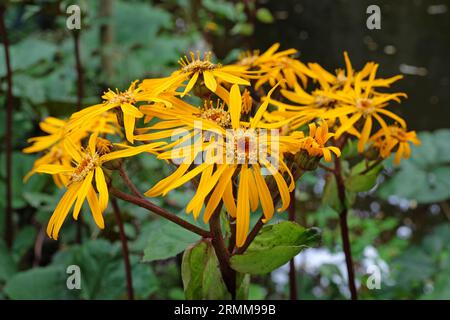 Ligularia, auch bekannt als Sommerragkraut oder Leopardenpflanze „Britt Marie Crawford“ in Blüte. Stockfoto