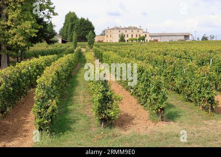 Vigne et vignoble de l’appellation Lussac-saint-emilion. Satellit de Saint-Emilion. Production de vin rouge. Vigne et vignoble des vins de Bordeaux Stockfoto