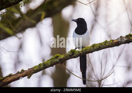 Nahaufnahme eines gewöhnlichen eurasischen Magpie-Vogels, Pica Pica, hoch oben in einem Wald Stockfoto