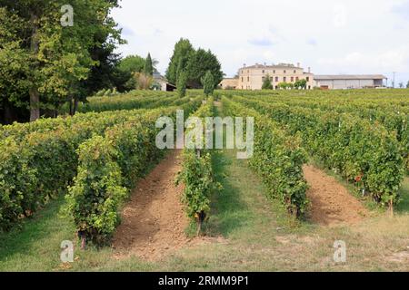 Vigne et vignoble de l’appellation Lussac-saint-emilion. Satellit de Saint-Emilion. Production de vin rouge. Vigne et vignoble des vins de Bordeaux Stockfoto