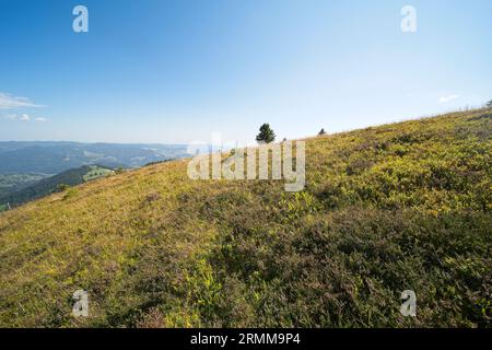 Bilder vom Belchen, einem 1414 m hohen Berg im Schwarzwald. Stockfoto