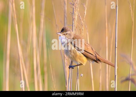 Nahaufnahme eines großen Schilfstechers, acrocephalus arundinaceus, Vogel, der in Schilf während der Frühlingssonne singt Stockfoto