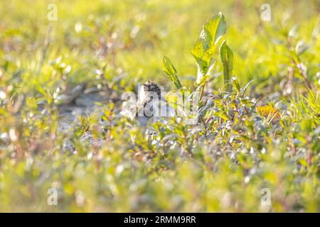 Nördlicher Kiebitz, Vanellus vanellus, Jungküken, die sich auf einer Wiese bei hellem Sonnenlicht ernähren. Stockfoto