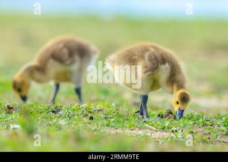 Nahaufnahme einer Kanadagans Branta canadensis, Küken oder Pullus auf der Suche nach einer grünen Wiese Stockfoto