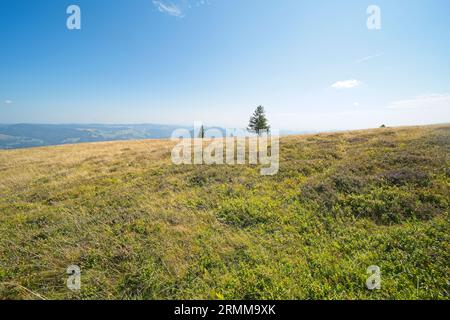 Bilder vom Belchen, einem 1414 m hohen Berg im Schwarzwald. Stockfoto