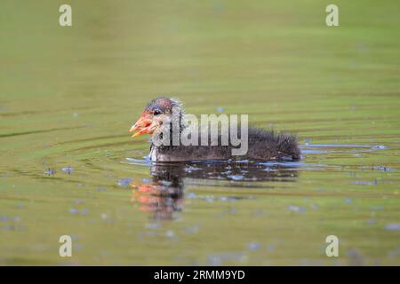 Eurasischen Blässhuhn, Fulica atra, Küken mit rotem Kopf und schwarzen Körper schwimmen. Geringe Sicht, lebendigen Farben und Sonnenlicht. Stockfoto