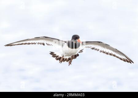 Nahaufnahme eines Eurasischen Oystercatcher-Watvogels, Haematopus ostralegus, im Flug Stockfoto