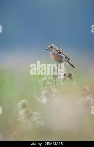 Stonechat, Saxicola rubicola, juvenile Vögel singen in der Morgensonne Stockfoto