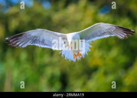 Larus fuscus, kleine Schwarzmöwe, im Flug. Die Federn werden von der Sonne hinterleuchtet und hell beleuchtet. Stockfoto