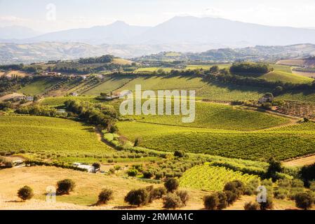 Ländliche Landschaft mit Weinbergen auf Bauernhöfen Stockfoto