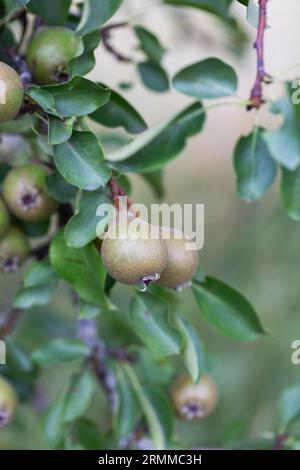 Birnen der Sorte Jut auf einem Birnenbaum Stockfoto