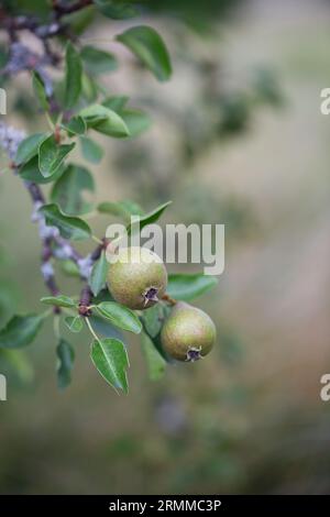 Birnen der Sorte Jut auf einem Birnenbaum Stockfoto