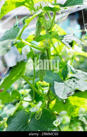 Ökologischer Gurkenanbau. Junge Gurken mit gelben Blüten. Stockfoto