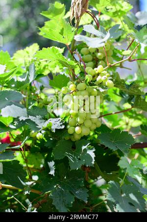 Hängende Trauben. Traubenanbau. Grüne Traube Stockfoto