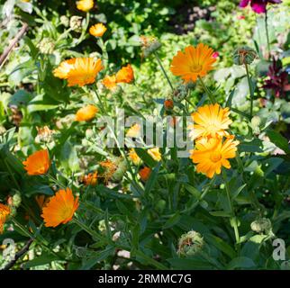 Calendula Officinal. Büropflanze. Gelbe Blüten im Sonnenlicht Stockfoto